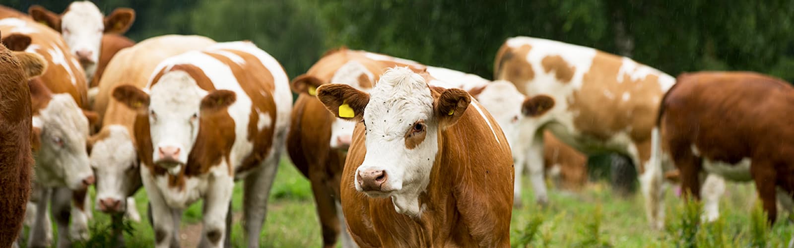 Cattle