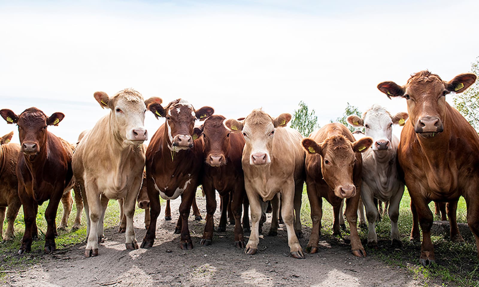 Curious cows