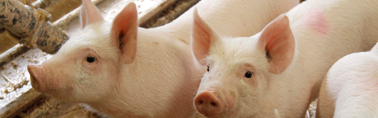 Pigs