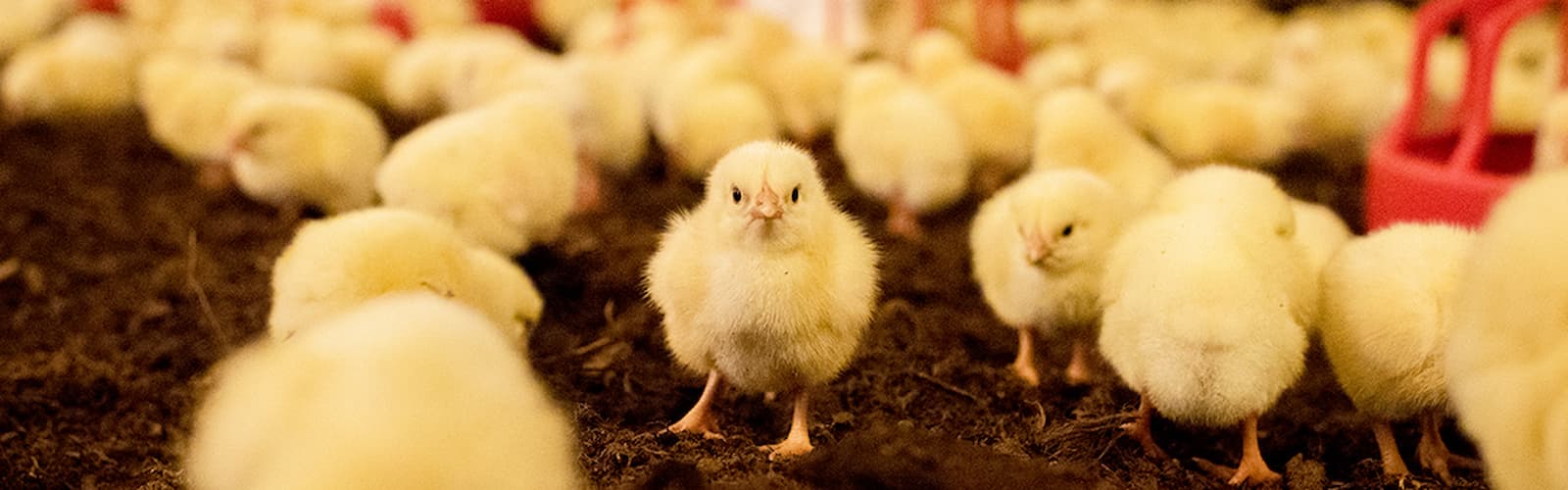 Little chickens - Birds are reared indoors in separate chicken houses where the solid floor is covered with fresh litter.