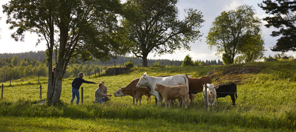 Cattle grazing.