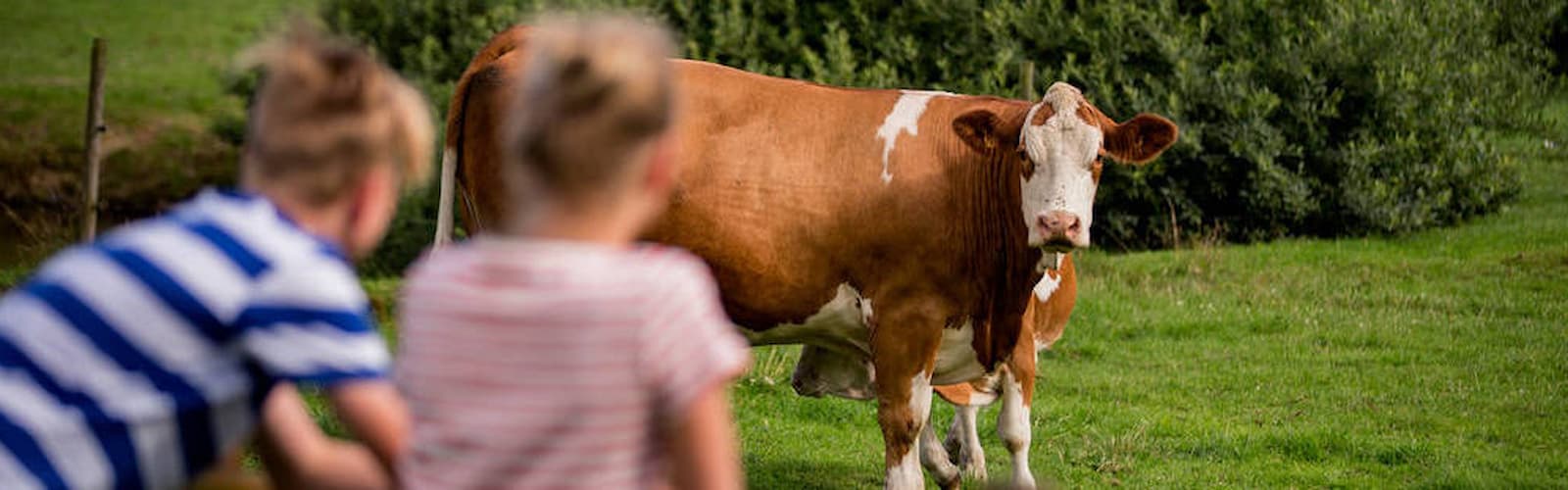 Animal health 1