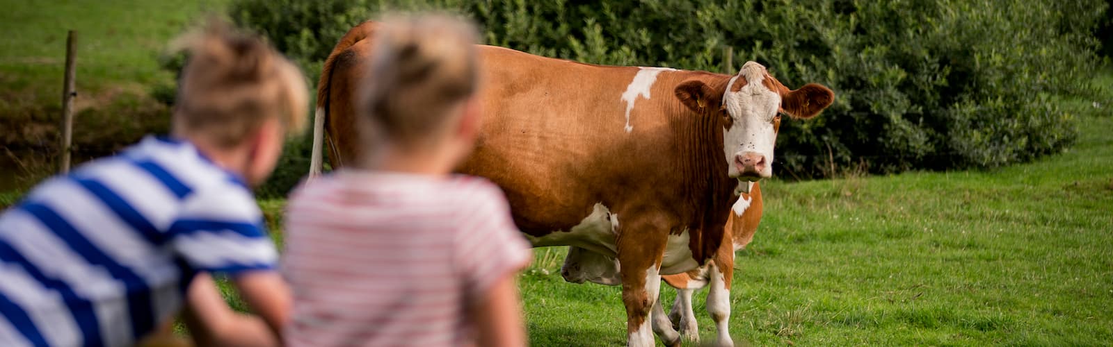 Animal health